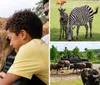 A family enjoys a drive in a black Jeep Wrangler with cows in the background in a countrified setting