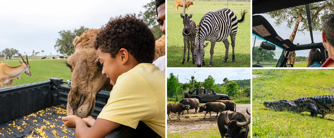 Wild Florida Drive-thru Safari Park Orlando