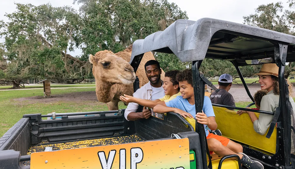 A family is enjoying an interactive experience with a camel from the back of an open vehicle with VIP written on it likely at a wildlife park or safari