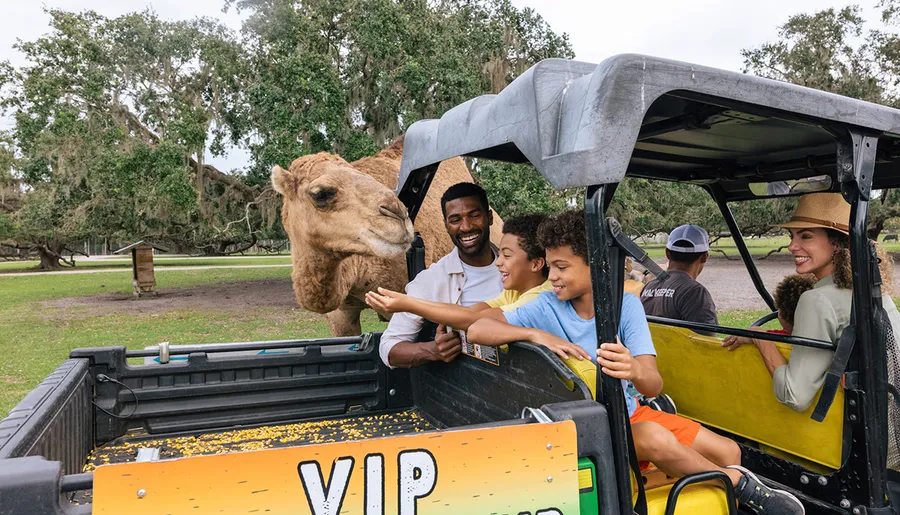 A family is enjoying an interactive experience with a camel from the back of an open vehicle with VIP written on it, likely at a wildlife park or safari.