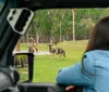 A family enjoys a drive in a black Jeep Wrangler with cows in the background in a countrified setting