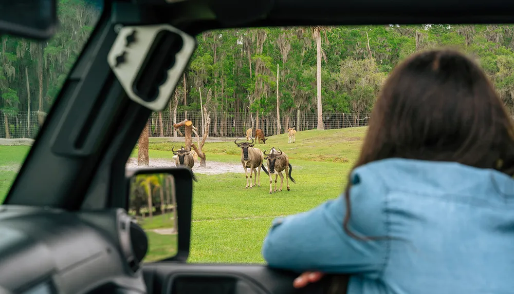 A person inside a vehicle is observing a group of large antelope-like animals in an outdoor setting reminiscent of a safari park experience