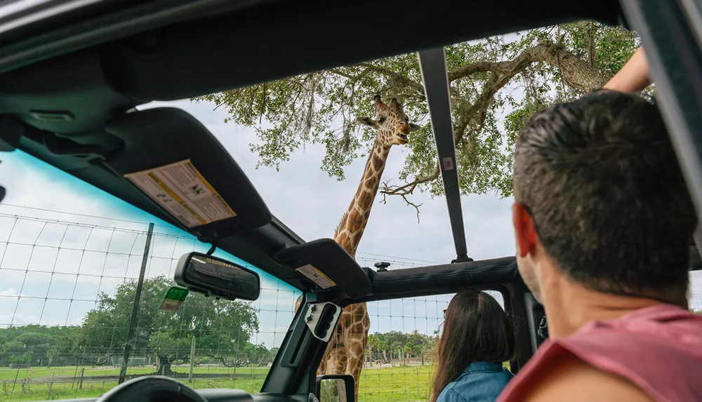 Two people in a vehicle are observing a giraffe outside likely in a safari or wildlife park