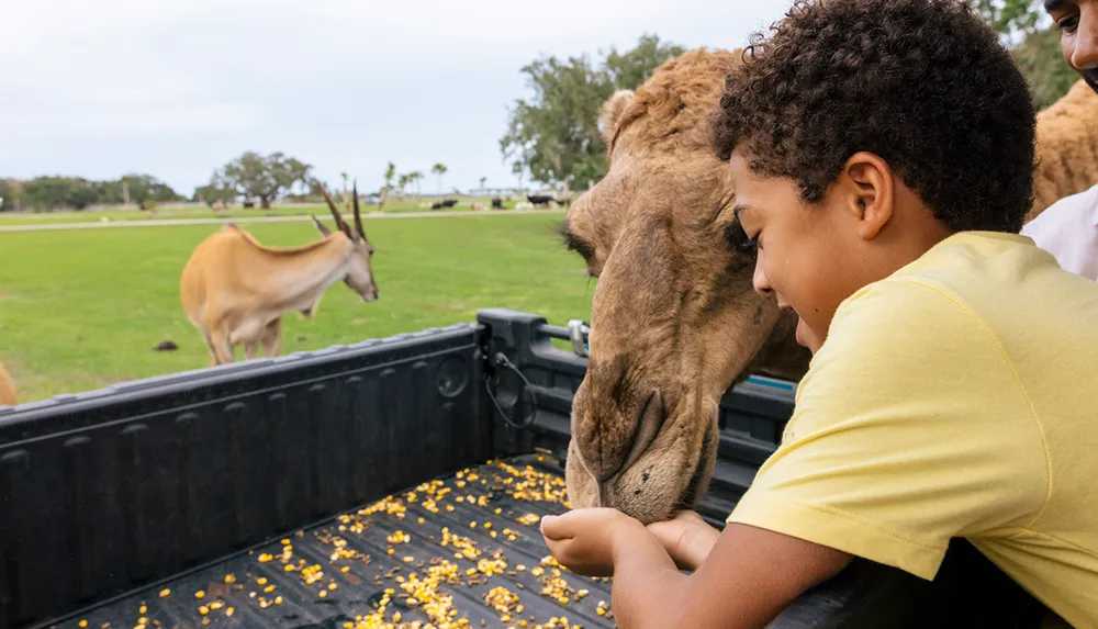 A boy in a yellow shirt smiles while feeding a camel from the back of a truck with scattered food on the truck bed and an antelope-like animal in the background