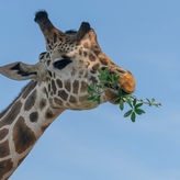 Wild Florida Drive-Thru Safari and Gator Park Admission