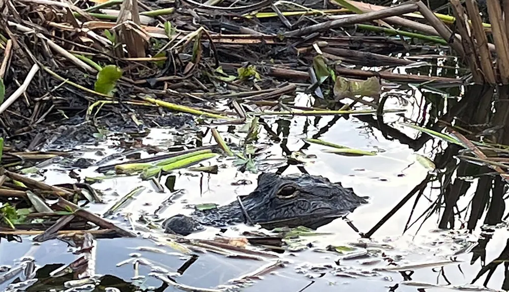 An alligator is partially submerged in water amidst vegetation with only its head visible above the surface