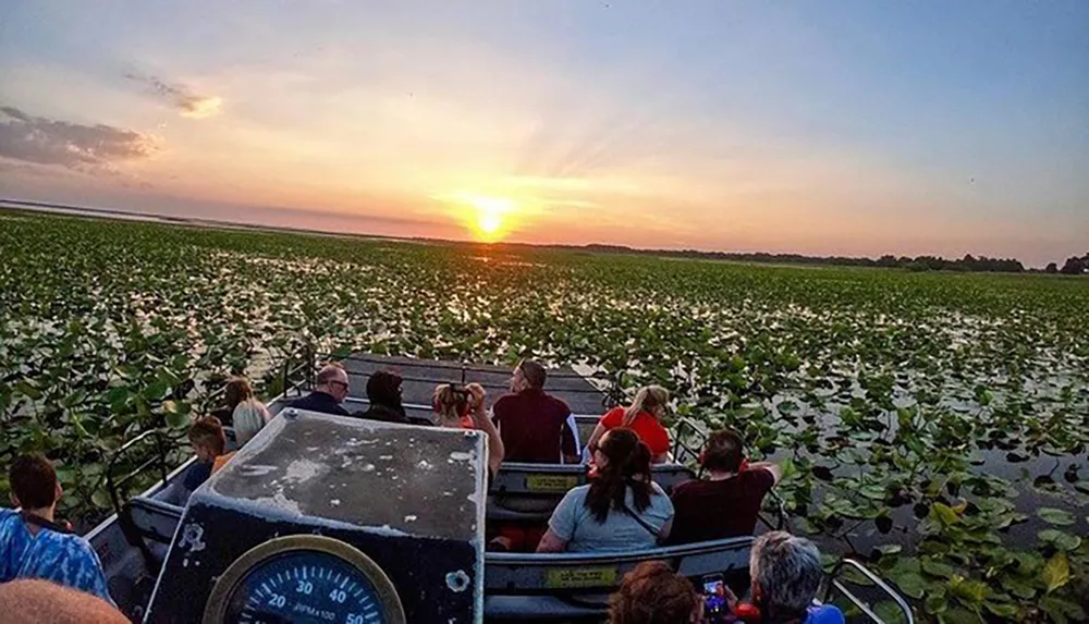 A group of passengers on a boat tour enjoys a scenic sunset over a waterway covered with lily pads