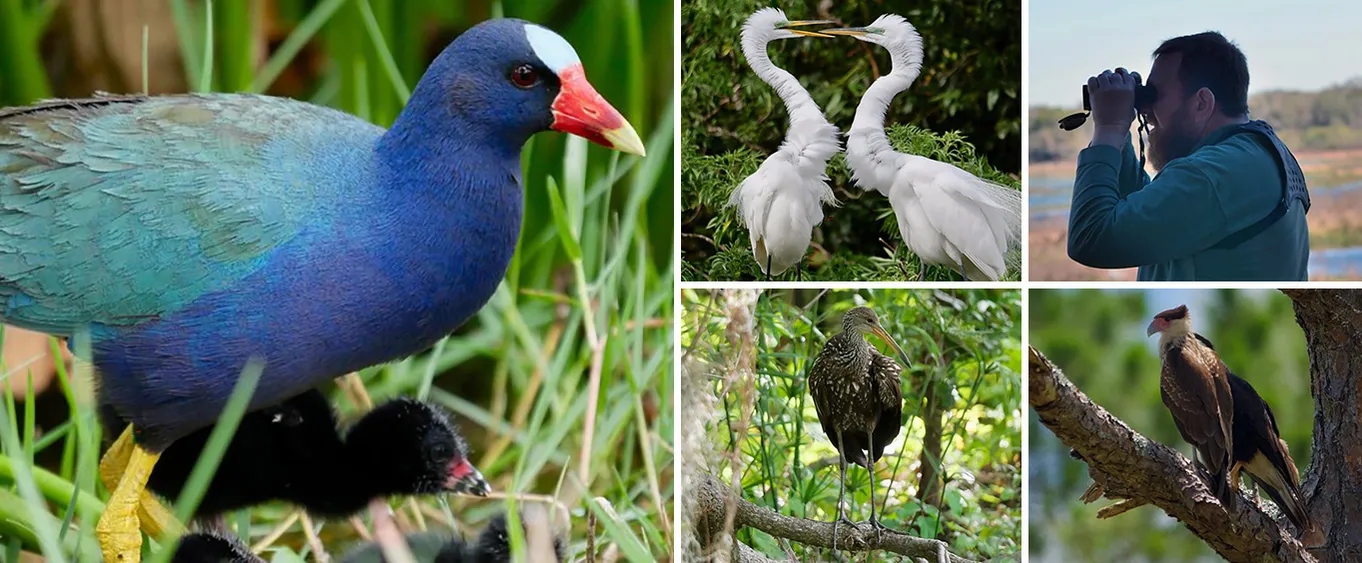 Central Florida Half-Day Private Birding Tour