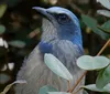 A yellow bird is perched on an angled branch against a clear blue sky