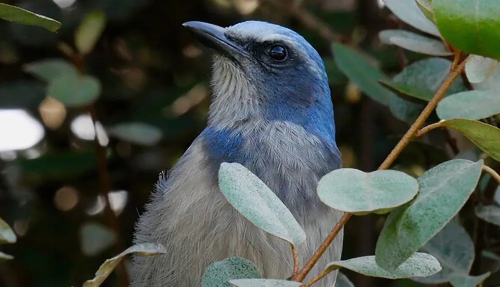 The image shows a blue-hued bird perched amidst green foliage appearing to be gazing into the distance