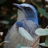 Central Florida Half-Day Private Birding Tour - 2 Person Max