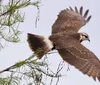 A yellow bird is perched on an angled branch against a clear blue sky