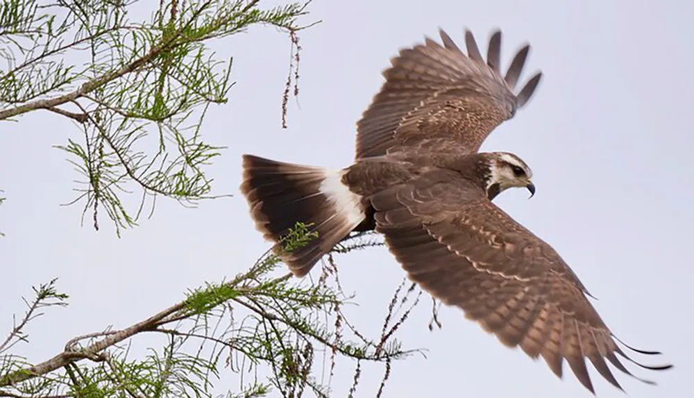 A bird of prey is captured mid-flight with its wings fully extended as it soars through the sky near tree branches