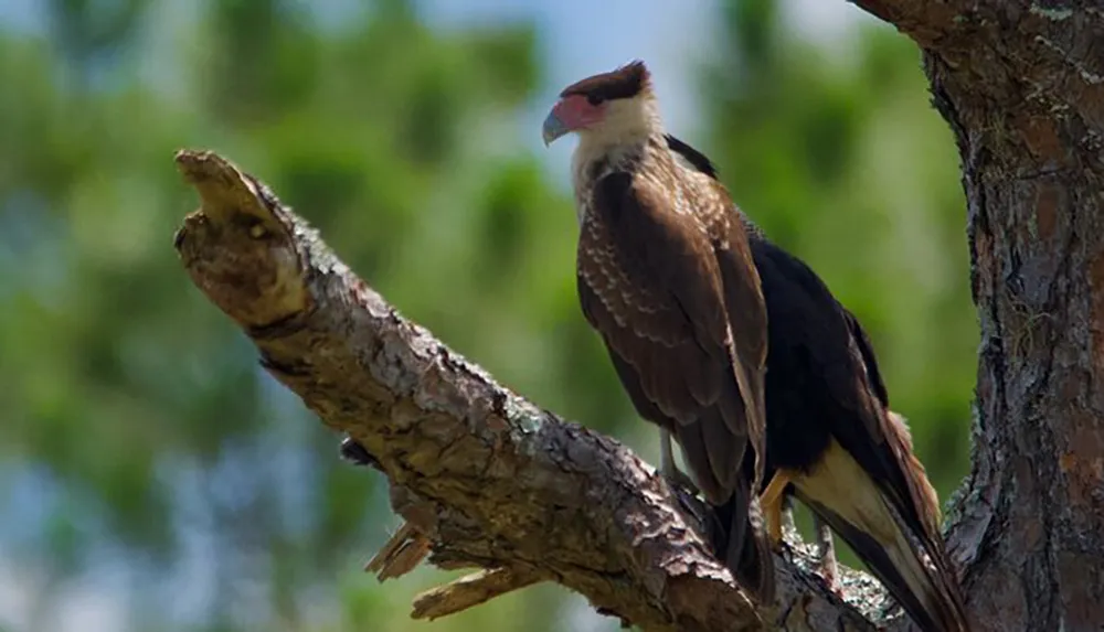 A crested caracara is perched on a tree branch against a backdrop of blurred greenery