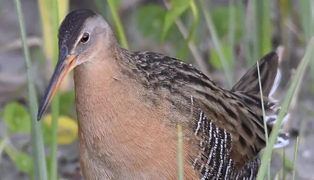 The image shows a close-up of a bird with camouflaged plumage standing among tall grasses possibly a species of rail identified by its long bill and streaked feathers