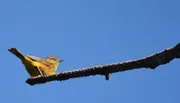 A yellow bird is perched on an angled branch against a clear blue sky.