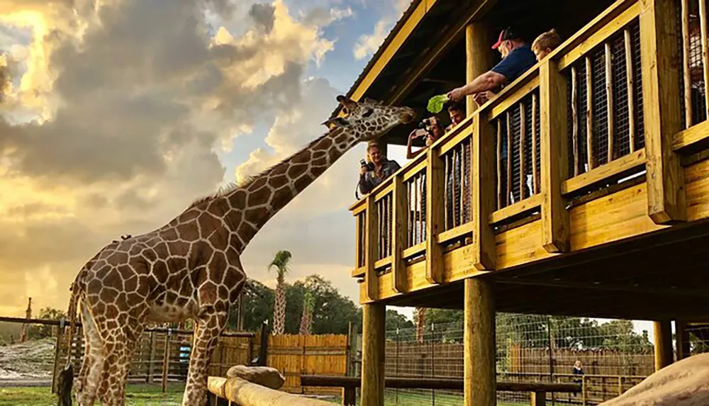 A giraffe is reaching up to a feeding platform where visitors are interacting with it