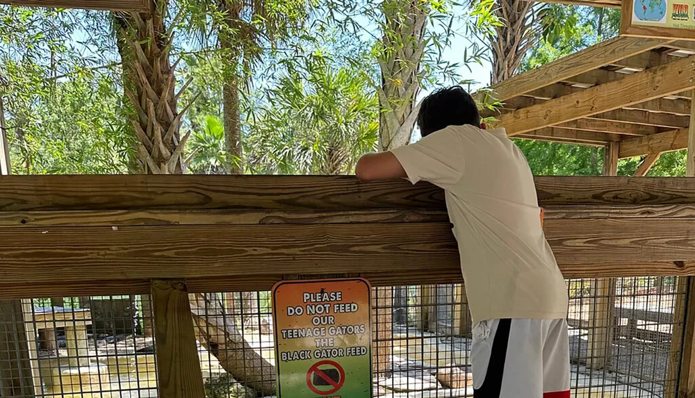 A person is leaning over a wooden fence to look at something with a sign nearby that reads PLEASE DO NOT FEED OUR TEENAGE GATORS THE BLACK GATOR FEED
