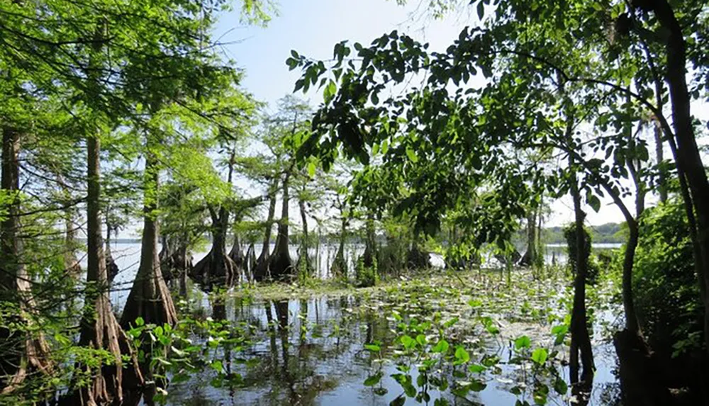 The image depicts a tranquil swamp or wetland area with verdant foliage trees with buttress roots and a water surface covered with lily pads