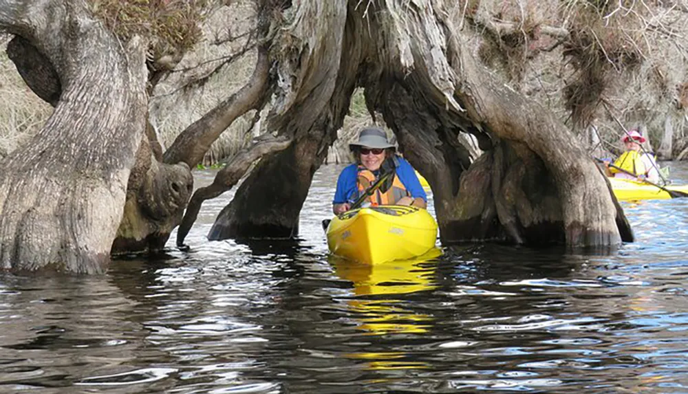 Two kayakers are navigating through a waterway surrounded by large gnarled tree roots