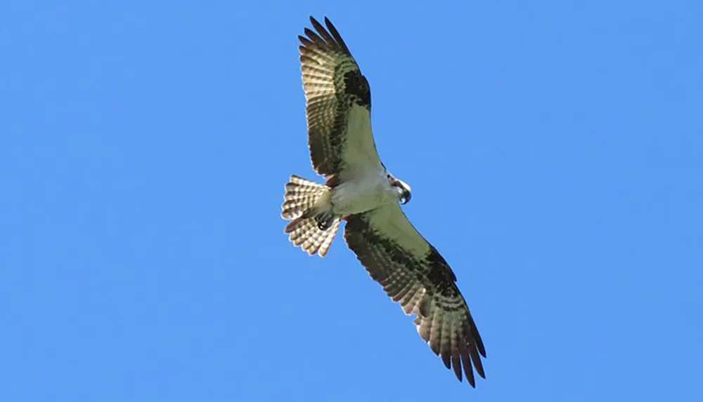 An osprey soars against a clear blue sky showcasing its impressive wingspan and distinctive white underbelly