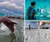 A dolphin is energetically leaping out of the water near a bridge under a partly cloudy sky