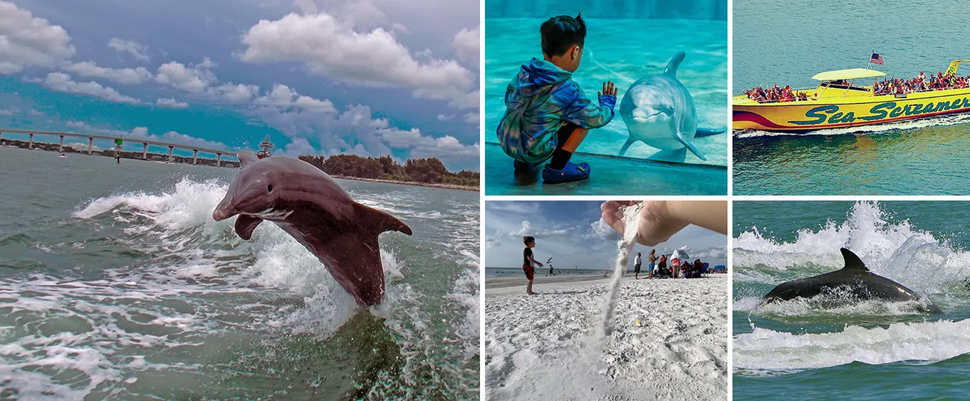 Best Clearwater Beach & Dolphin Watch Day Tour from Orlando to Mexico Gulf