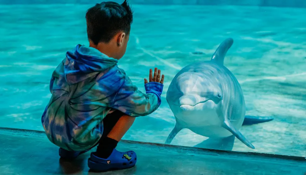 A young child crouches by a pool to closely observe a friendly dolphin on the other side of the glass barrier