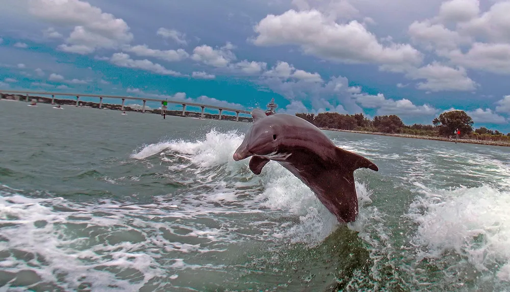 A dolphin is energetically leaping out of the water near a bridge under a partly cloudy sky