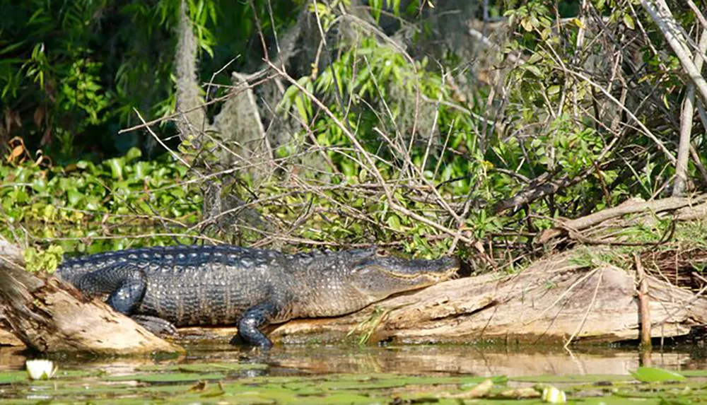 An alligator is basking in the sun on a fallen tree amidst a lush wetland environment