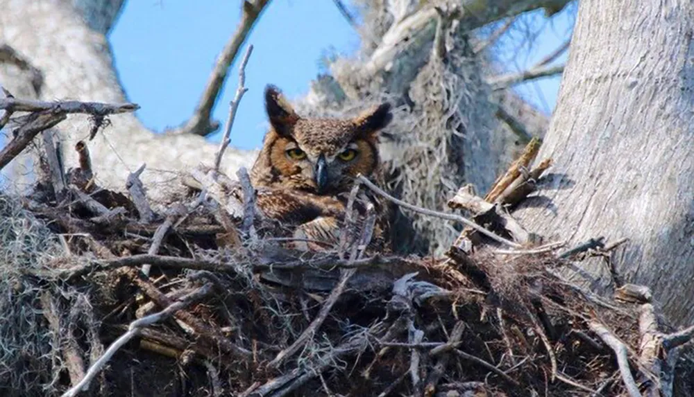 An owl is perched within the protective confines of a large nest made of sticks nestled in the crook of a tree