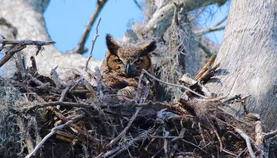 An owl is perched within the protective confines of a large nest made of sticks, nestled in the crook of a tree.