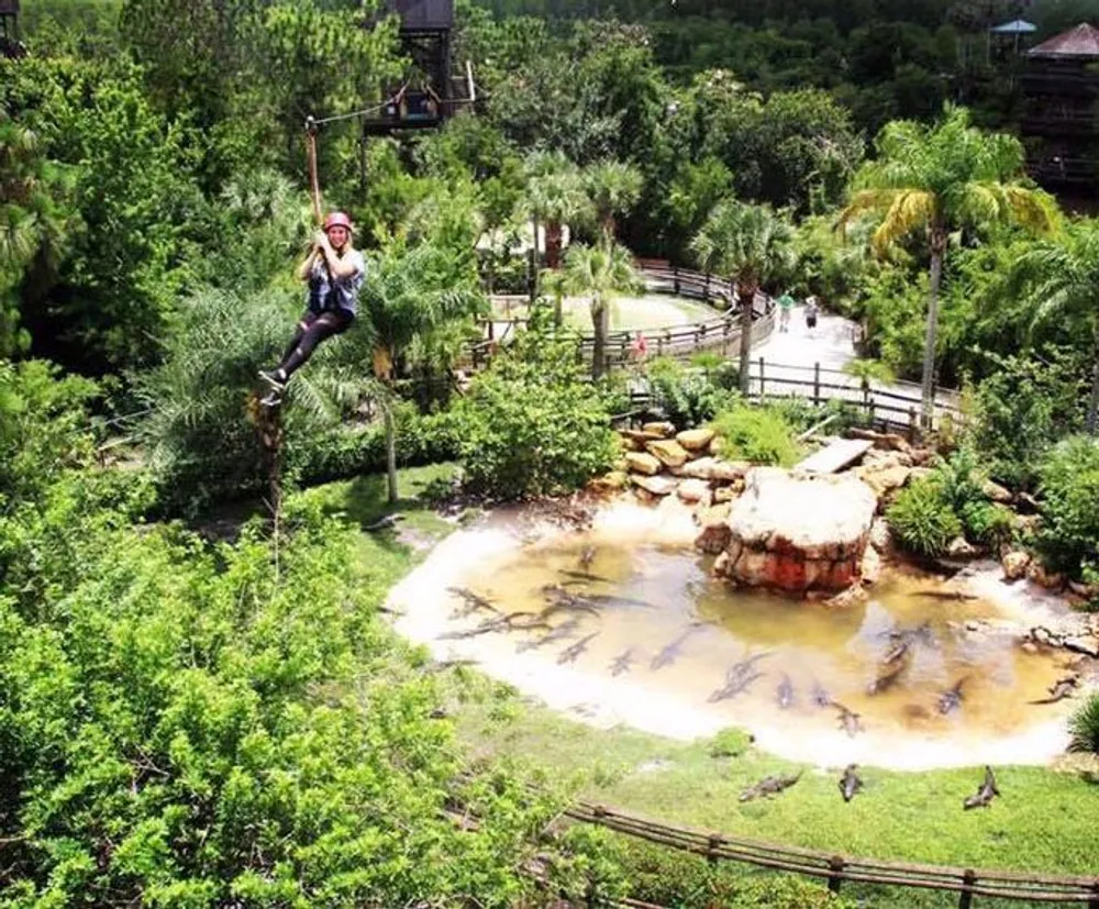 A person is zip-lining over a pond filled with alligators in a lush tropical setting