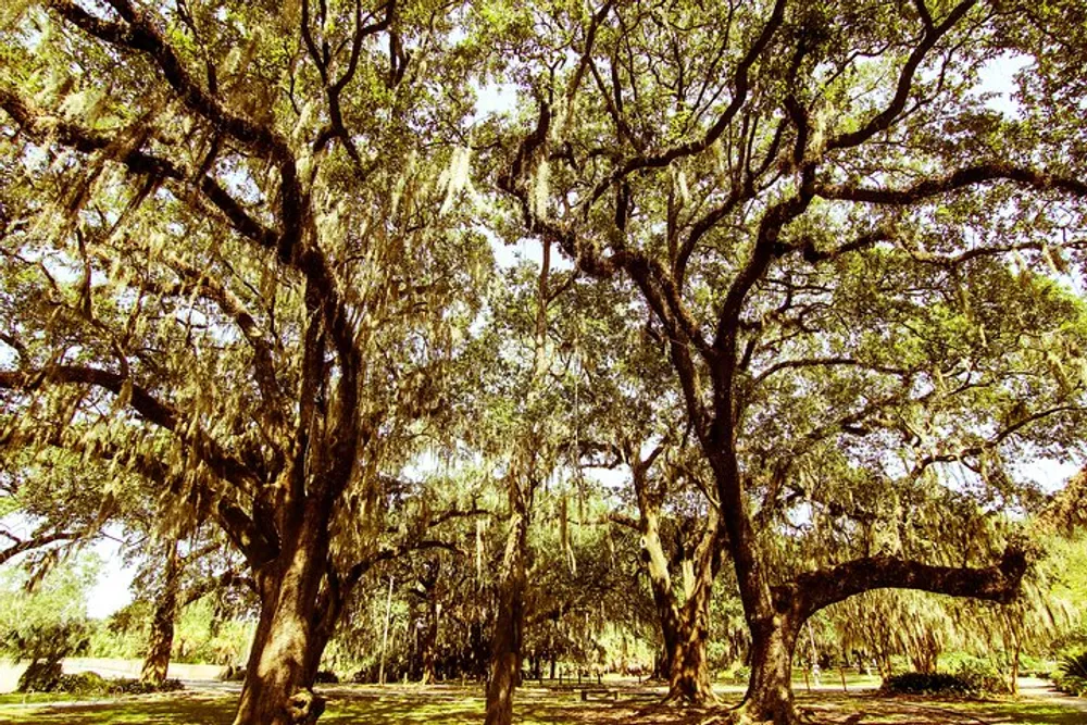 The image showcases a sunlit grove of sturdy oak trees draped with Spanish moss creating a serene and somewhat mystical southern landscape