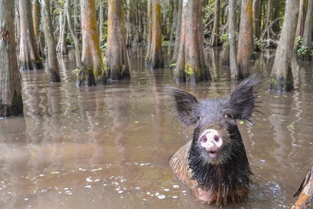 A wet pig looks curiously at the camera while standing in a flooded forest with tree trunks protruding from the water