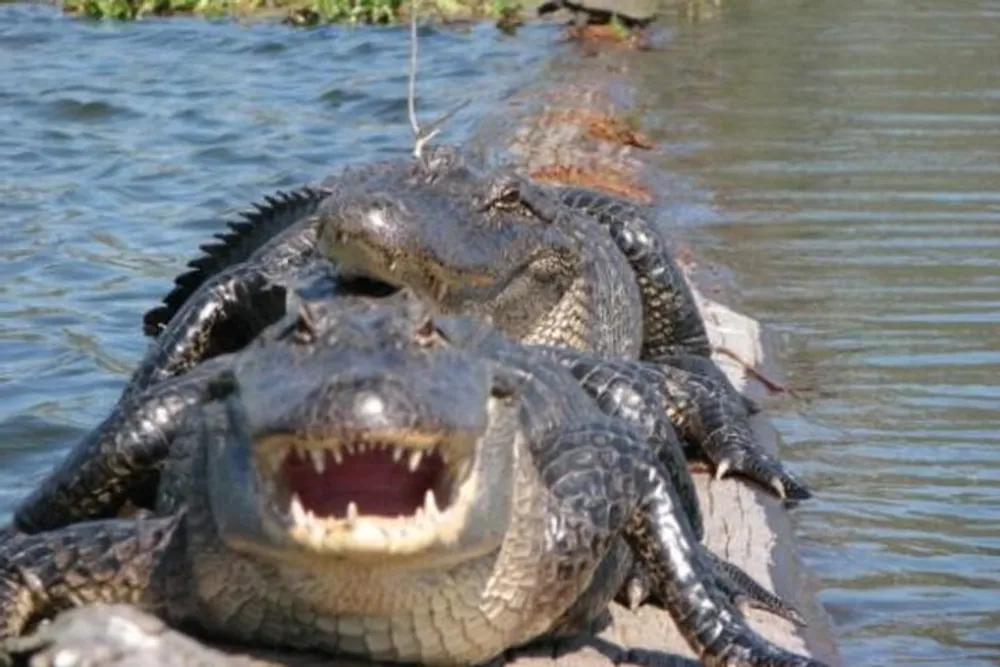 Two alligators are resting by the water with ones head in the foreground displaying an open-mouth posture