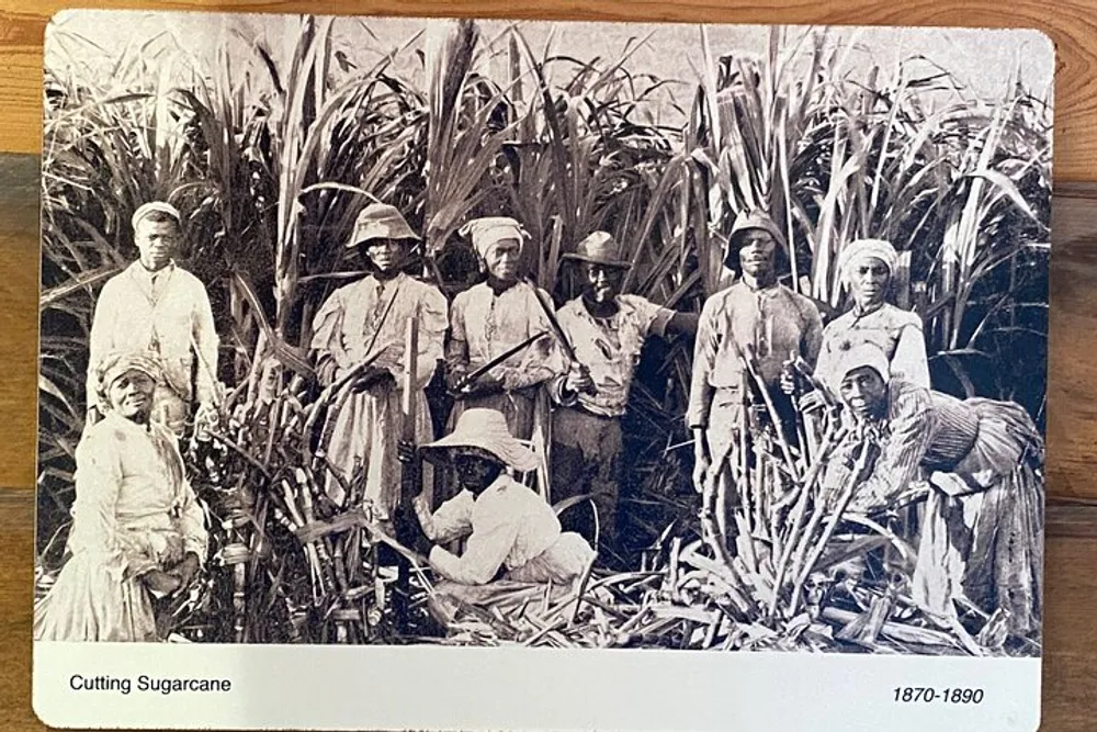 The image shows a group of people from the late 19th century cutting and gathering sugarcane in a field