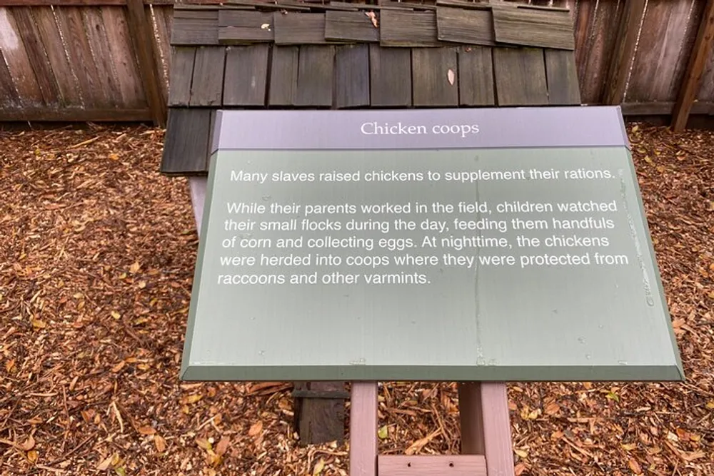 The image shows an informational sign about Chicken coops detailing how many slaves raised chickens to supplement their rations with children tending to these flocks as their parents worked and how the chickens were protected from predators at night