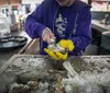 A person in a purple hoodie and yellow gloves is shucking oysters on a bed of ice