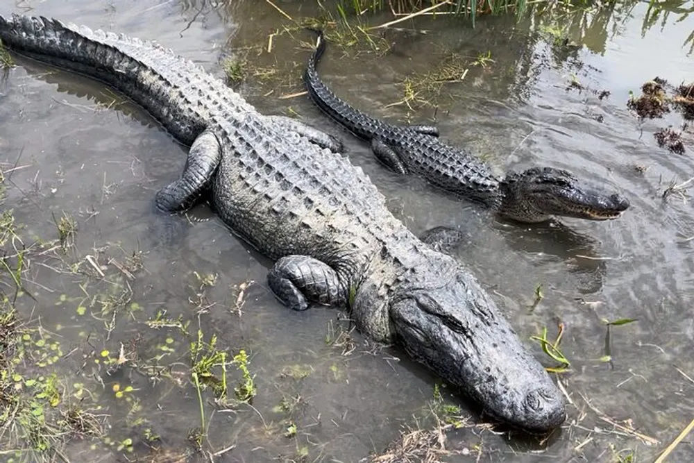 The image shows a large alligator resting in shallow water with its back and tail visible above the surface