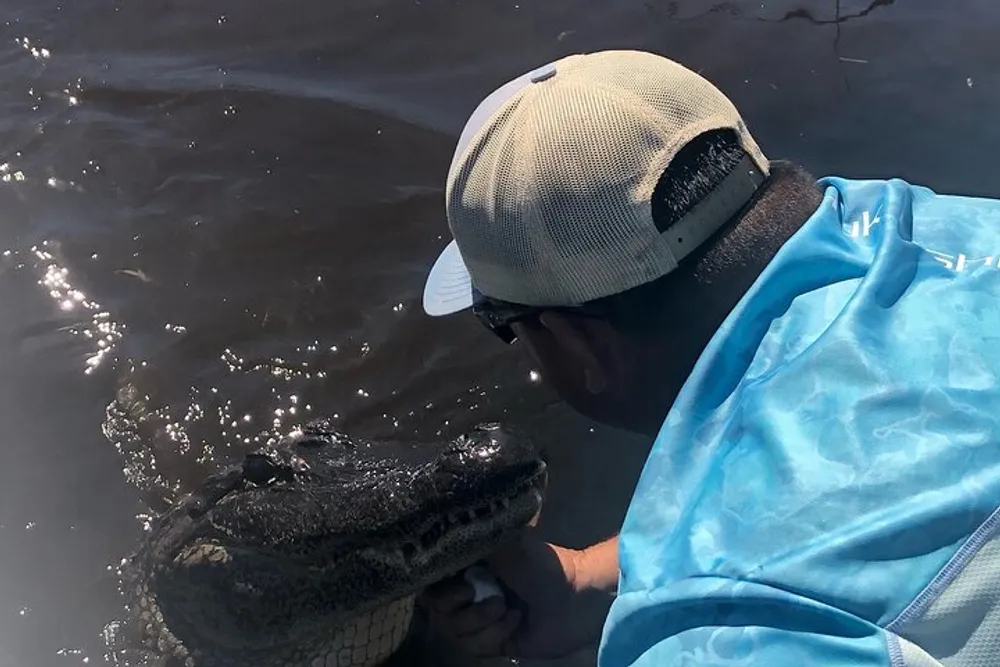 A person wearing a cap and blue shirt appears to be handling or interacting with an alligator in the water