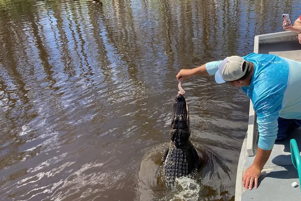A person is feeding a large alligator from the side of a boat in a body of water