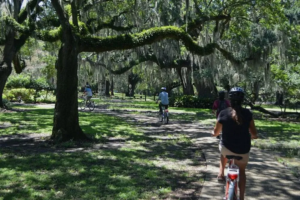 People are cycling along a shaded path lined with large trees draped with Spanish moss on a sunny day