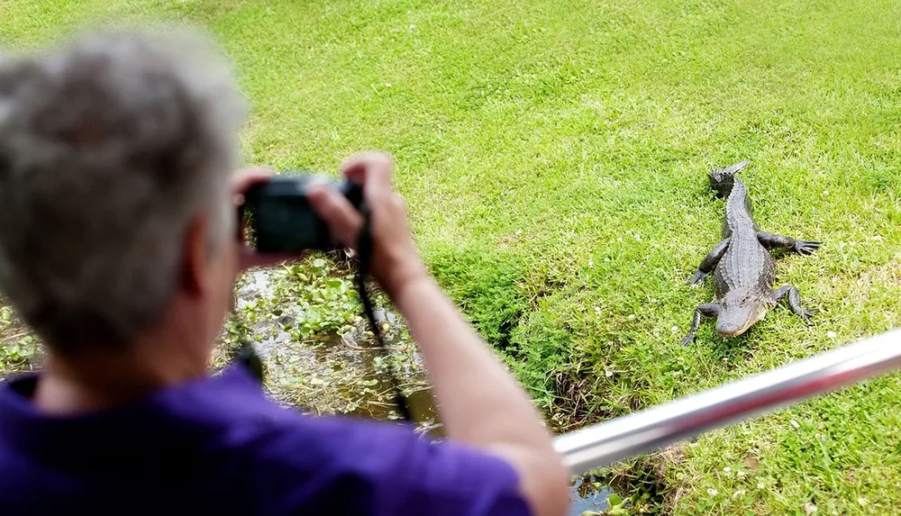 A person is photographing an alligator from a close but safe distance