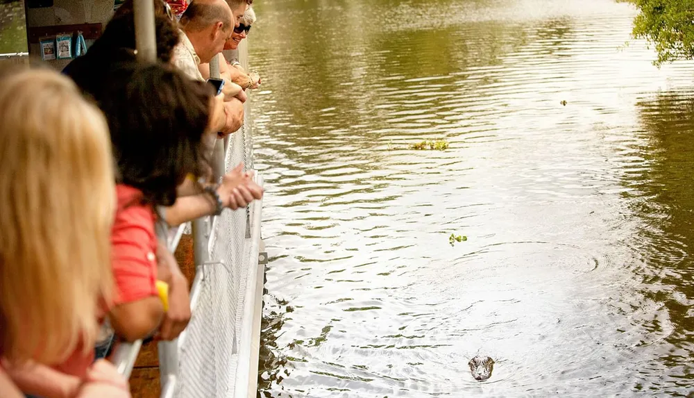 A group of people is watching an alligator in the water from behind a fence