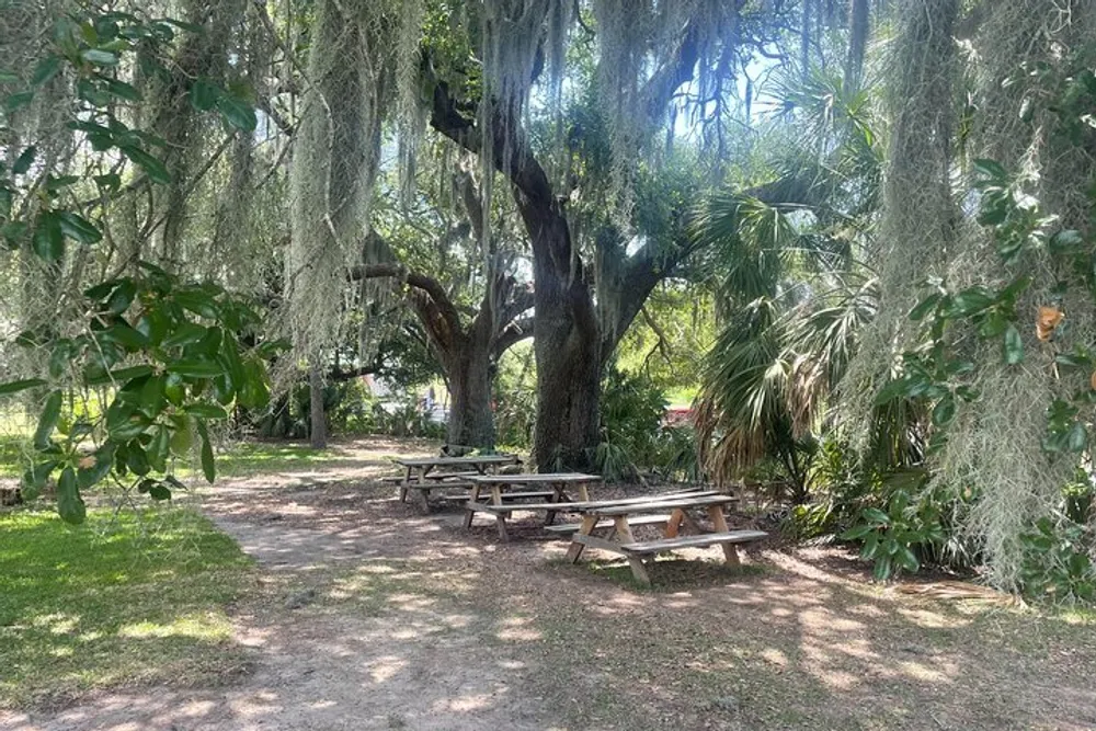 A tranquil outdoor setting with picnic tables under the shade of large moss-covered trees suggesting a peaceful spot for a picnic or gathering