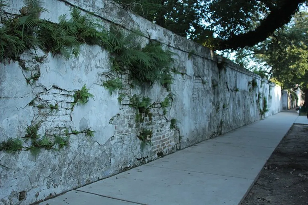 A weathered white wall with patches of greenery is accompanied by a sidewalk under the shade of a tree