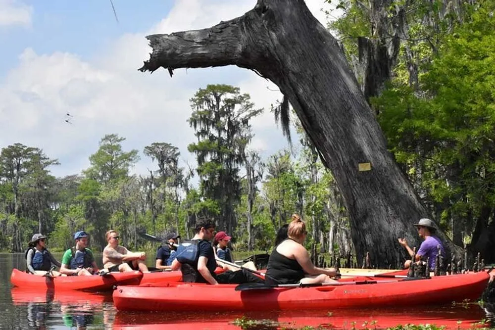 A group of people is kayaking in a calm waterway surrounded by lush greenery and Spanish moss-draped trees with a large crooked dead tree trunk in the foreground
