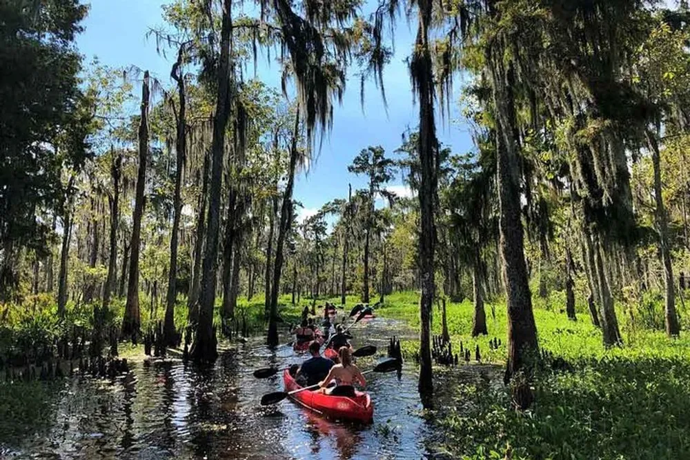 A group of kayakers navigates through a serene sunlit swamp dotted with bald cypress trees draped in Spanish moss