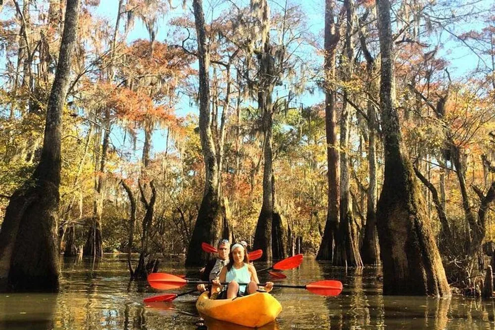 Two people are kayaking through a sunlit cypress swamp with autumnal foliage